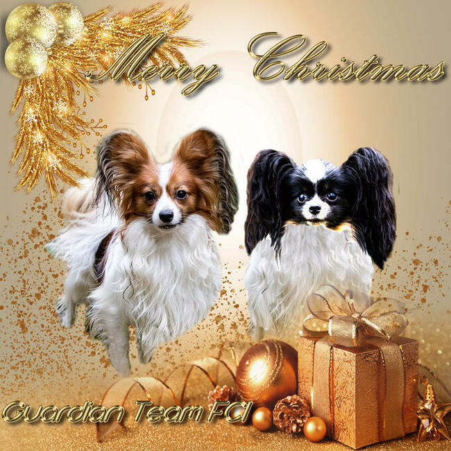 Papillon piękny reproduktor krycie badania rodowód ZKwP /FCI