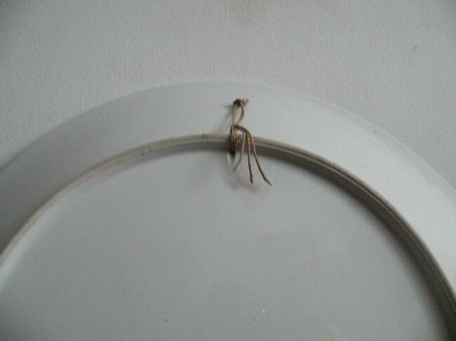 Patera Chodzież - Lata 60-te - Sygnowana