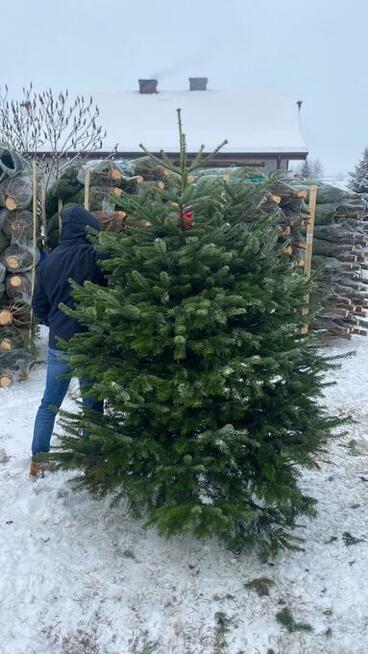 Hurt - Choinki świąteczne Jodła Kaukaska z Danii. Tylko 29zł