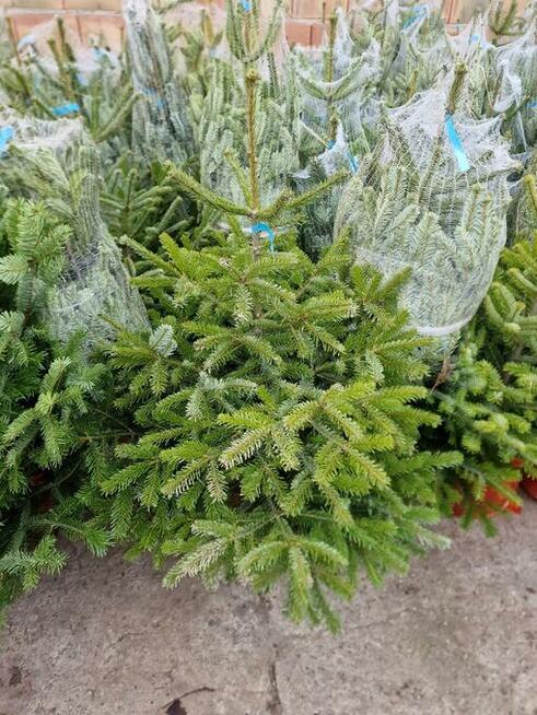 Hurt - Choinki świąteczne Jodła Kaukaska z Danii. Tylko 29zł