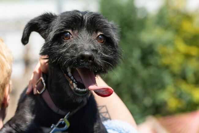 Nosek to ok 2,5 letni piesek w typ.teriera Maria Terl.