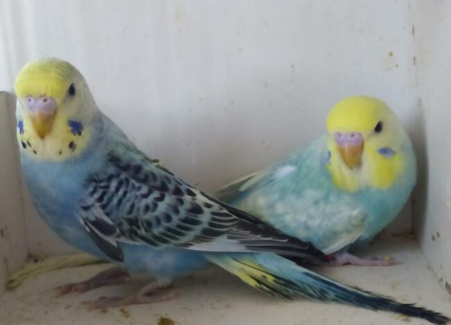 Papugi faliste wysyłam