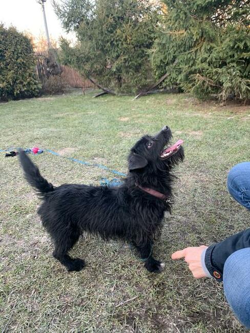 Nosek to ok 2,5 letni piesek w typ.teriera Maria Terl.