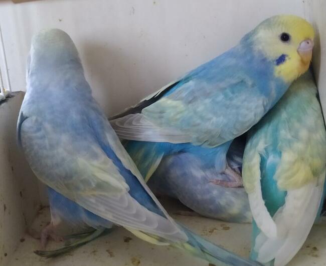 Papugi faliste wysyłam