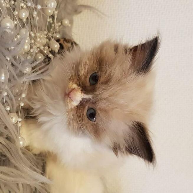 Kocięta Ragdoll Rumia