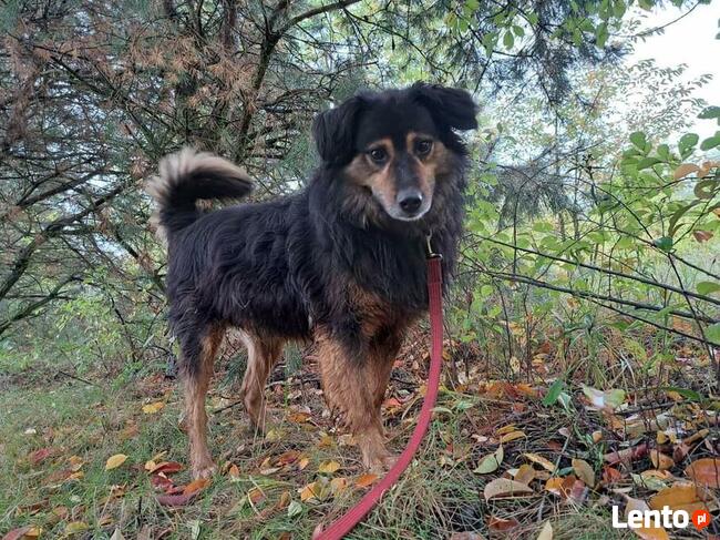 RONI cudowny psiak uwielbiajacy spacery szuka domku