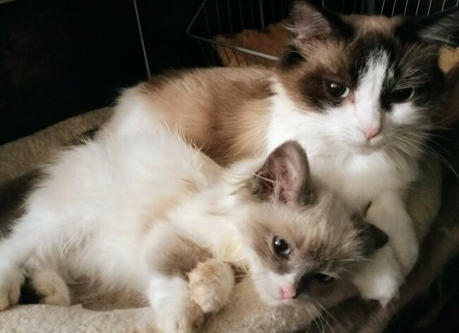 Kocięta Ragdoll Rumia