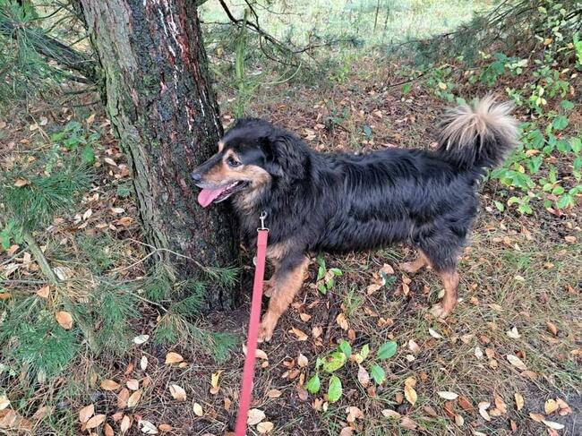 Śliczny przyjacielski psiak BŁAGA PILNIE o kochający domek