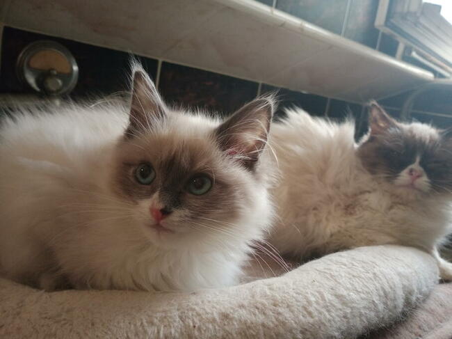 Kocięta Ragdoll Rumia