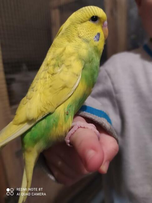 Papugi faliste wysyłam