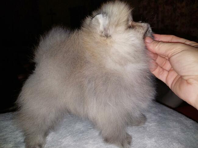 Pomeranian FCI ZKwP szpic miniaturowy