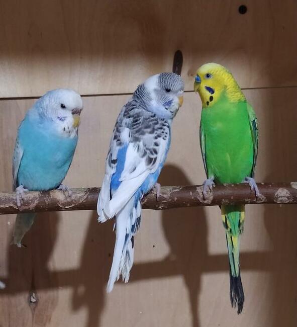 Papugi faliste wysyłam