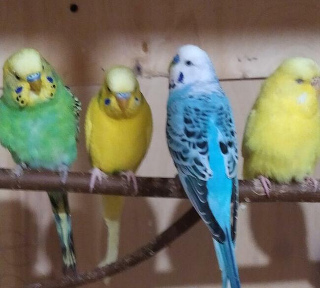 Papugi faliste wysyłam