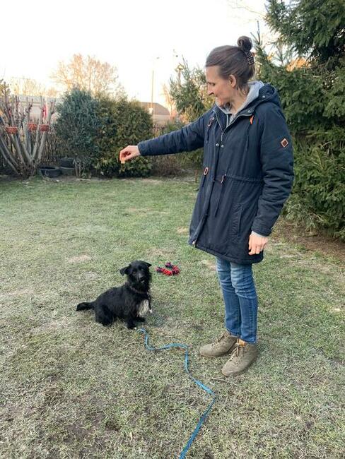 Nosek to ok 2,5 letni piesek w typ.teriera Maria Terl.