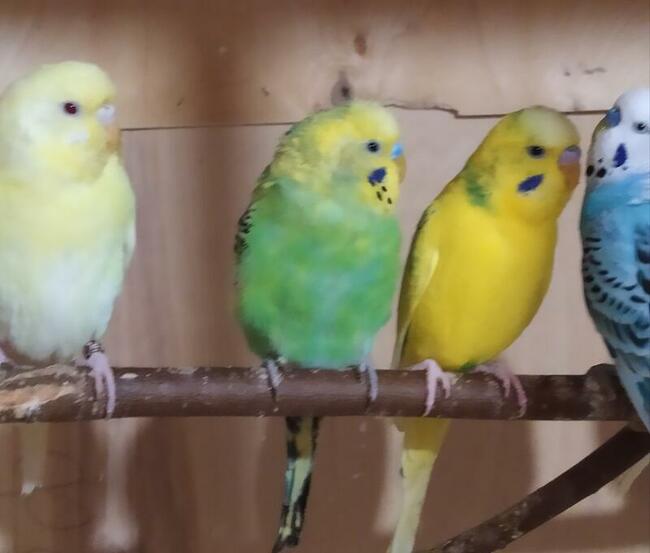 Papugi faliste wysyłam