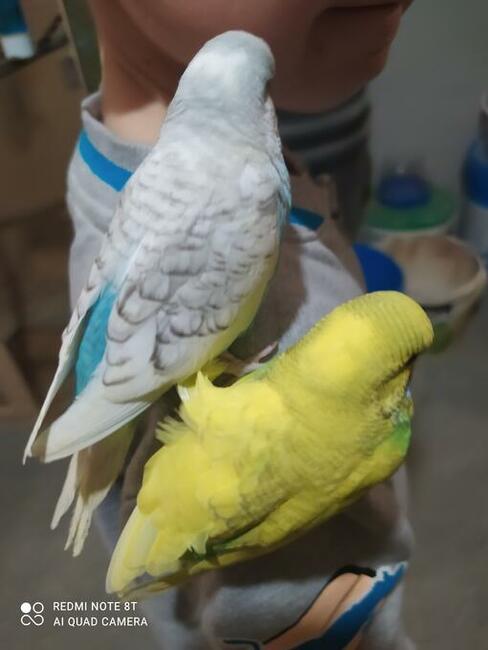 Papugi faliste wysyłam