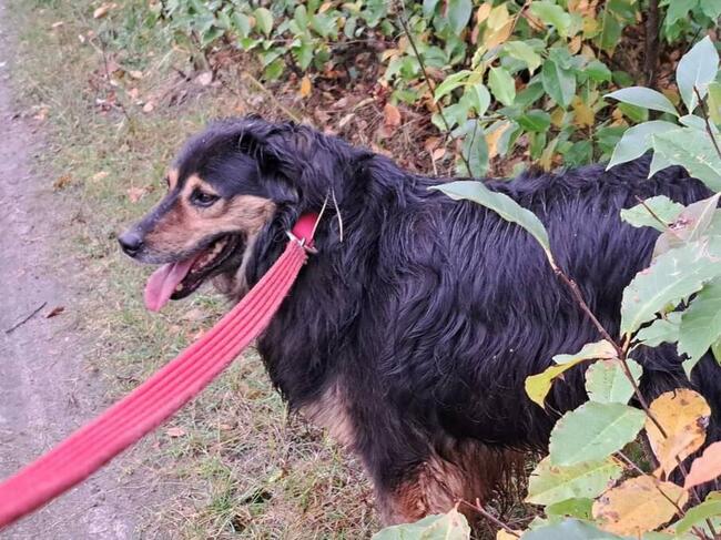 RONI cudowny psiak uwielbiajacy spacery szuka domku