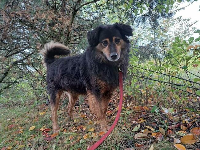 Wesoły uśmiechnięty psiak szuka PILNIE kochającego domku