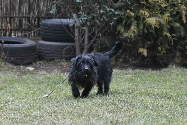 Nosek to ok 2,5 letni piesek w typ.teriera Maria Terl.