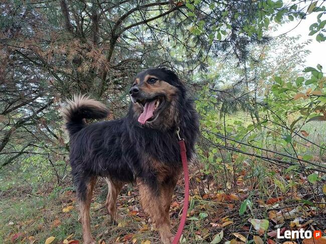 Śliczny przyjacielski psiak BŁAGA PILNIE o kochający domek