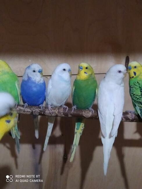 Papugi faliste wysyłam