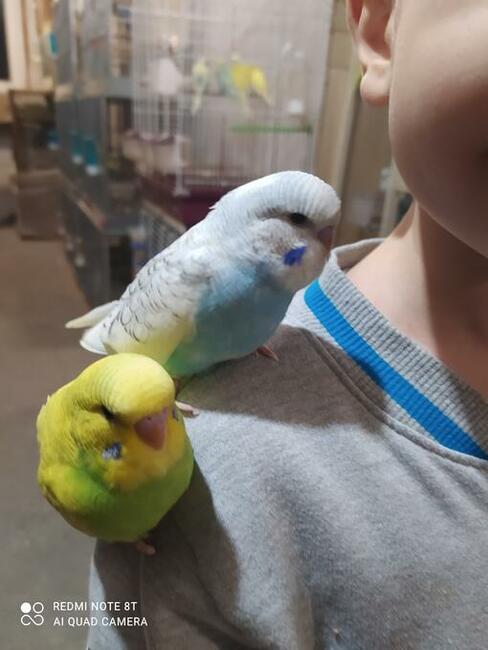 Papugi faliste wysyłam