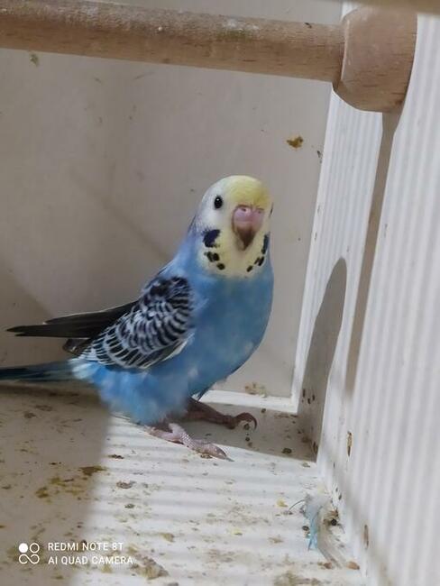 Papugi faliste wysyłam