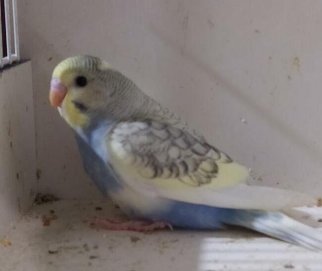 Papugi faliste wysyłam