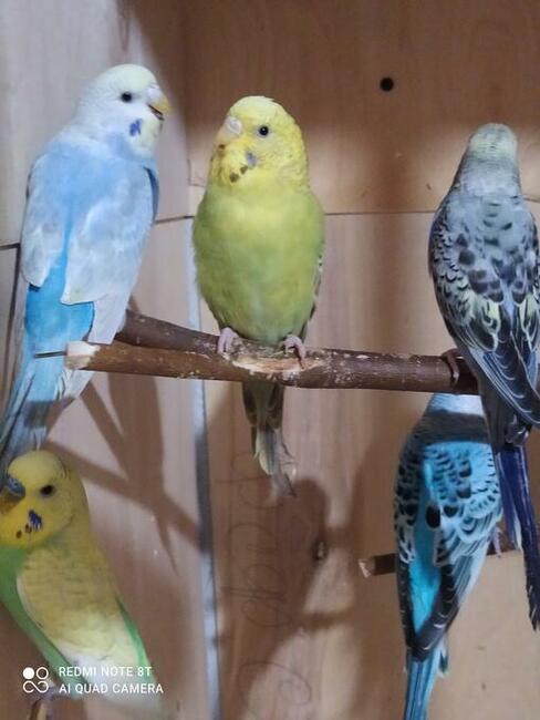 Papugi faliste wysyłam