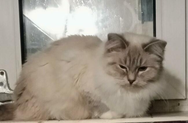 Kocięta Ragdoll Rumia