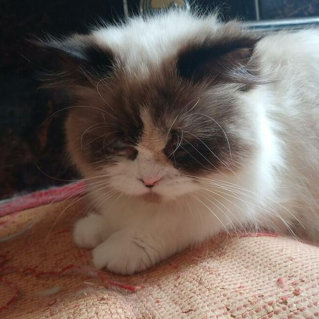 Kocięta Ragdoll Rumia