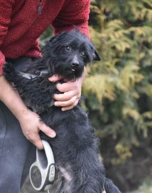 Nosek to ok 2,5 letni piesek w typ.teriera Maria Terl.