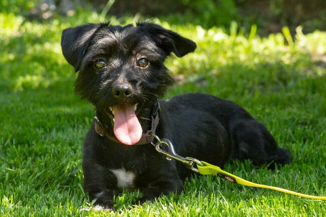 Nosek to ok 2,5 letni piesek w typ.teriera Maria Terl.