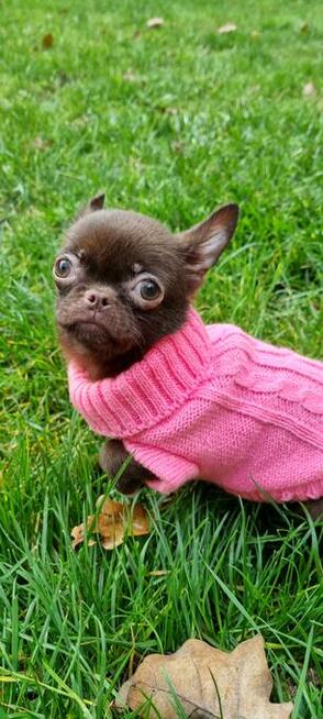 Chihuahua miniaturka