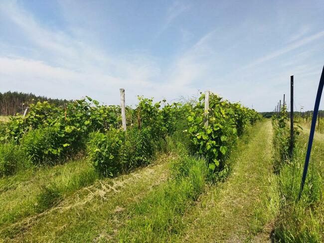 Działka z warunkami zabudowy (WZ), obok jezioro, lasy, winnica