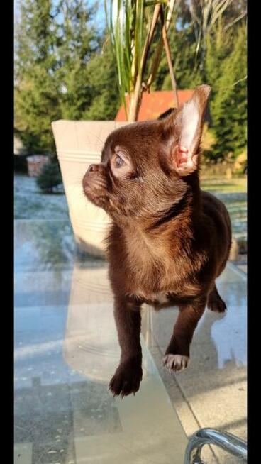 Chihuahua miniaturka