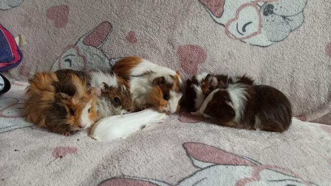 2 miesięczne świnki morskie