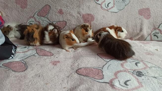 2 miesięczne świnki morskie