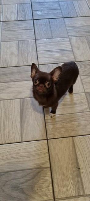 Chihuahua miniaturka