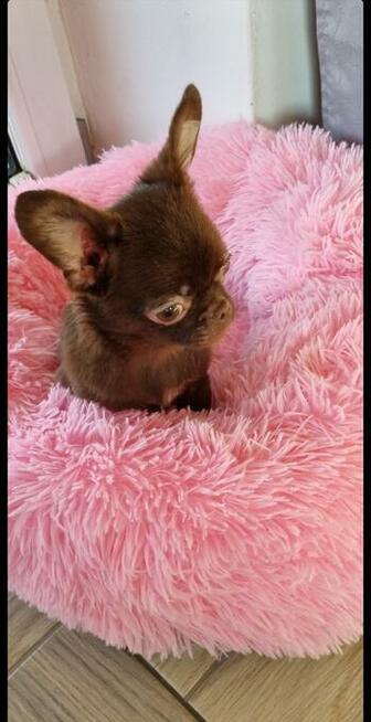 Chihuahua miniaturka