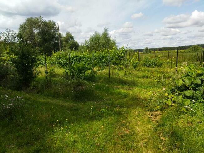 Działka z warunkami zabudowy (WZ), obok jezioro, lasy, winnica