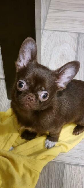 Chihuahua miniaturka