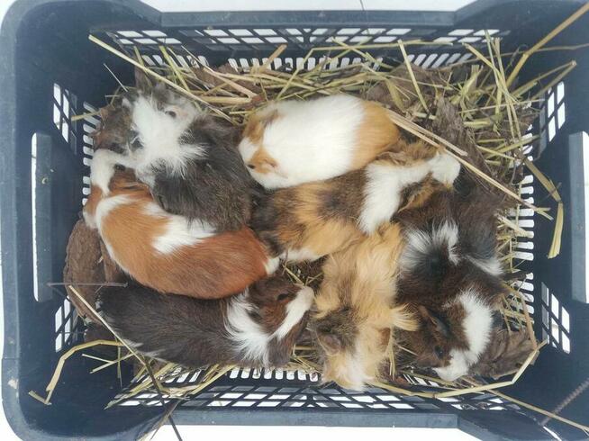 2 miesięczne świnki morskie