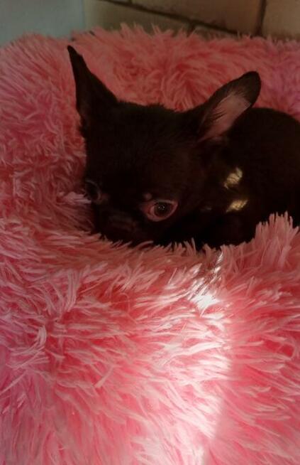 Chihuahua miniaturka