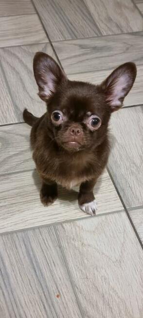 Chihuahua miniaturka