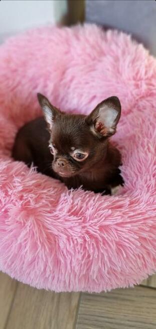 Chihuahua miniaturka