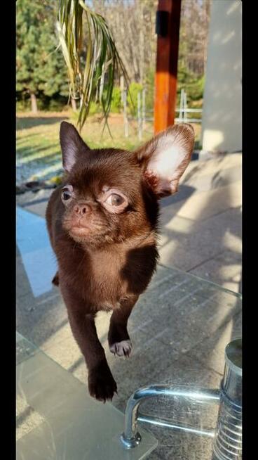 Chihuahua miniaturka