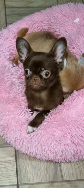 Chihuahua miniaturka