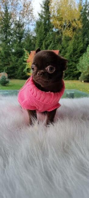 Chihuahua miniaturka