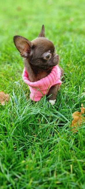 Chihuahua miniaturka